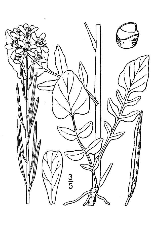 Plant - BAVU