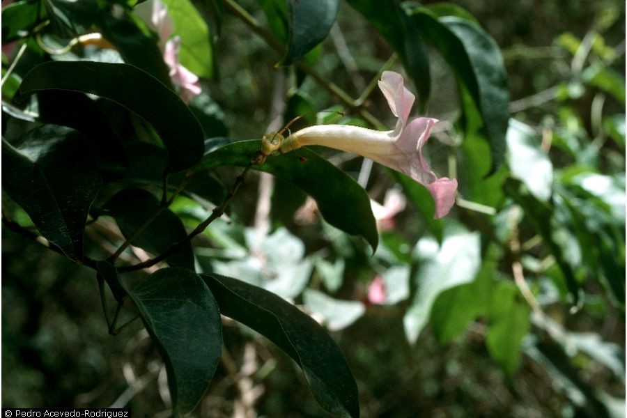 Plant - CYAE